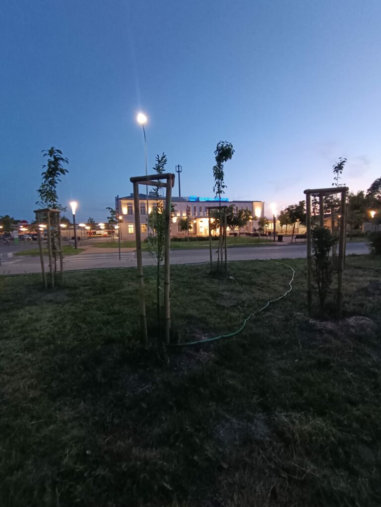 Lipy na Dąbrowskiego i dworzec PKP. 600 litrów z dodatkiem preparatu wspomagajacego ukorzenianie.